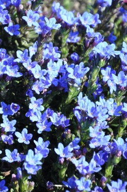 Steinsame Lithodora diffusa 'Heavenly Blue' 5-10 Topf 9x9 cm (P9) Lithodora diffusa 'Heavenly Blue'