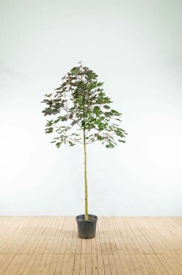 Spitz-Ahorn Acer platanoides 'Royal Red' Hochstamm Acer platanoides 'Royal Red' Hochstamm