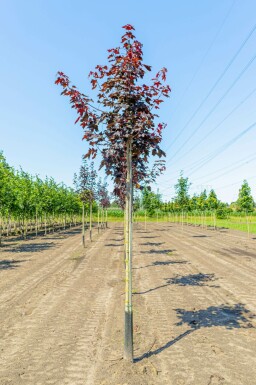 Spitz-Ahorn Acer platanoides 'Royal Red' Hochstamm Acer platanoides 'Royal Red' Hochstamm