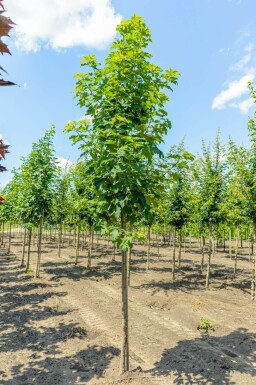 Berg-Ahorn Acer pseudoplatanus Hochstamm Acer pseudoplatanus Hochstamm