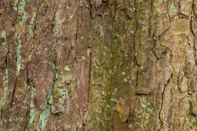 Berg-Ahorn Acer pseudoplatanus Mehrstämmig Acer pseudoplatanus Mehrstämmig