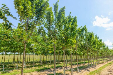 Berg-Ahorn Acer pseudoplatanus 'Bruchem' Acer pseudoplatanus 'Bruchem'
