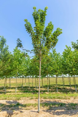 Berg-Ahorn Acer pseudoplatanus 'Bruchem' Hochstamm Acer pseudoplatanus 'Bruchem' Hochstamm