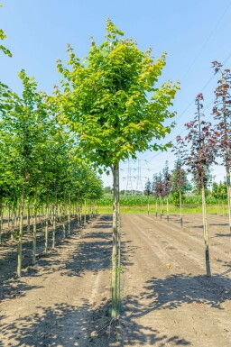 Rot-Ahorn Acer rubrum Hochstamm Acer rubrum Hochstamm