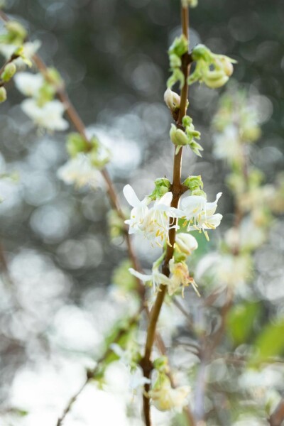 Duftheckenkirsche Lonicera fragrantissima Strauch 20-30 Topf 3 ltr. (C3) Lonicera fragrantissima Strauch 20-30 cm