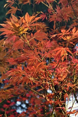 Rot-Ahorn Acer rubrum 'Autumn Flame' Hochstamm Acer rubrum 'Autumn Flame' Hochstamm