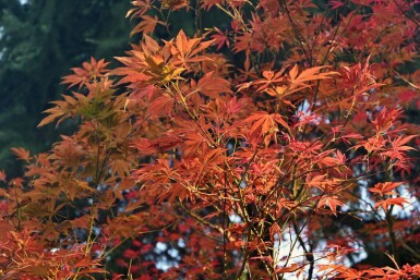 Rot-Ahorn Acer rubrum 'Autumn Flame' Hochstamm Acer rubrum 'Autumn Flame' Hochstamm