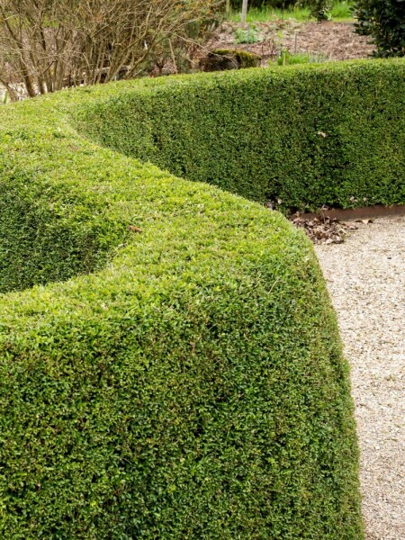 Heckenkirsche Lonicera nitida 'Elegant' 5-10 Topf 9x9 (P9) Lonicera nitida 'Elegant' Strauch 5-10 cm