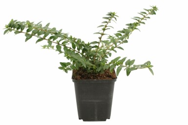 Lonicera nitida 'Maigrün' Strauch 5-10 cm