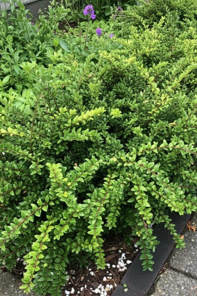 Lonicera nitida 'Maigrün' Strauch 5-10 cm