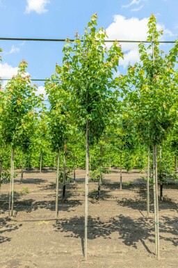 Rot-Ahorn Acer rubrum 'Red Sunset' Hochstamm Acer rubrum 'Red Sunset' Hochstamm