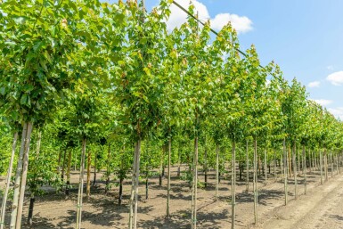 Rot-Ahorn Acer rubrum 'Red Sunset' Hochstamm Acer rubrum 'Red Sunset' Hochstamm