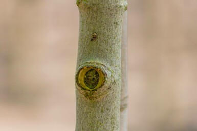 Rot-Ahorn Acer rubrum 'Red Sunset' Hochstamm Stammumfang 10-12 T Acer rubrum 'Red Sunset' Hochstamm 10/12