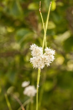 Schnee-Marbel Luzula nivea 5-10 Topf 9x9 cm (P9) Luzula nivea