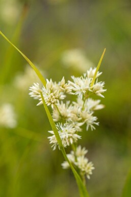 Schnee-Marbel Luzula nivea 5-10 Topf 9x9 cm (P9) Luzula nivea