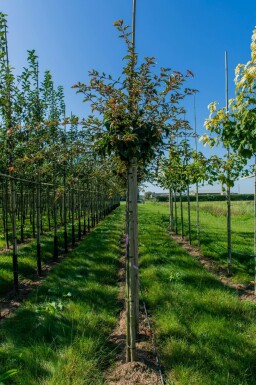 Rostbart-Ahorn Acer rufinerve Hochstamm Acer rufinerve Hochstamm