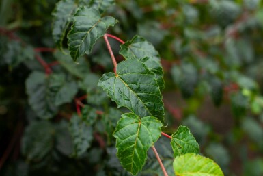 Rostbart-Ahorn Acer rufinerve Hochstamm Acer rufinerve Hochstamm