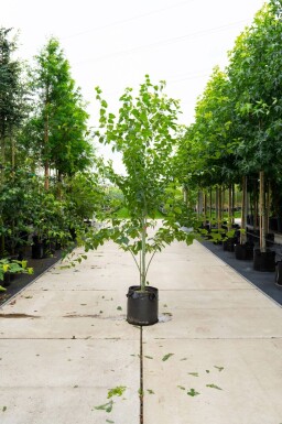 Rostbart-Ahorn Acer rufinerve Mehrstämmig Acer rufinerve Mehrstämmig