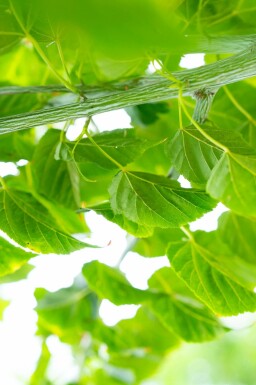 Rostbart-Ahorn Acer rufinerve Mehrstämmig Acer rufinerve Mehrstämmig