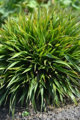 Behaarte Hainsimse Luzula pilosa 'Igel' 5-10 Topf 9x9 cm (P9) Luzula pilosa 'Igel'