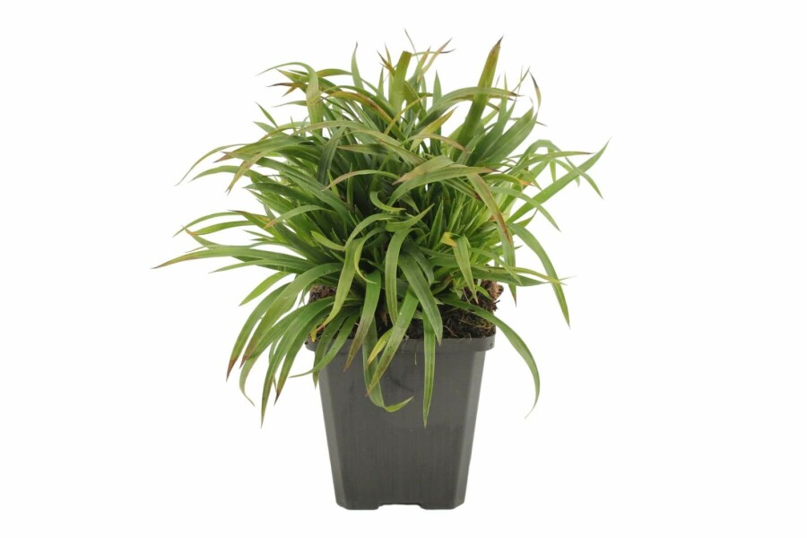 Behaarte Hainsimse Luzula pilosa 'Igel' 5-10 Topf 9x9 cm (P9) Luzula pilosa 'Igel'