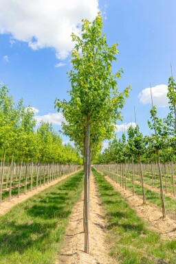 Silber-Ahorn Acer saccharinum Hochstamm Acer saccharinum Hochstamm