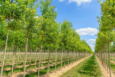 Silber-Ahorn Acer saccharinum Hochstamm Acer saccharinum Hochstamm