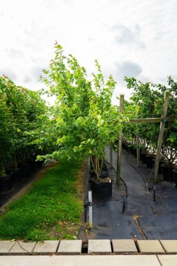 Silber-Ahorn Acer saccharinum Mehrstämmig Acer saccharinum Mehrstämmig