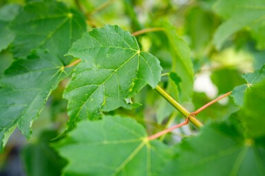Silber-Ahorn Acer saccharinum Mehrstämmig Acer saccharinum Mehrstämmig