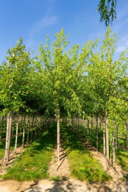 Silber-Ahorn Acer saccharinum 'Laciniatum Wieri' Hochstamm Acer saccharinum 'Laciniatum Wieri' Hochstamm