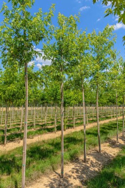 Silber-Ahorn Acer saccharinum 'Laciniatum Wieri' Hochstamm Acer saccharinum 'Laciniatum Wieri' Hochstamm