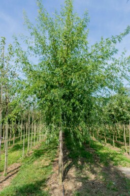 Zucker-Ahorn Acer saccharum Hochstamm Acer saccharum Hochstamm