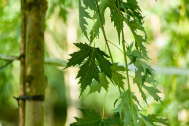 Zucker-Ahorn Acer saccharum Hochstamm Acer saccharum Hochstamm