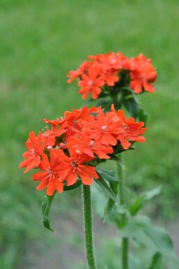 Brennende Liebe Lychnis chalcedonica 5-10 Topf 9x9 cm (P9)