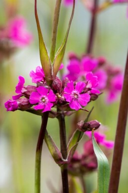 Pechnelke Lychnis viscaria 'Splendens' 5-10 Topf 9x9 cm (P9) Lychnis viscaria 'Splendens'