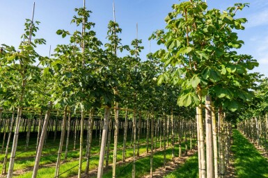 RotblĂŒhende RoĂkastanie Aesculus x carnea 'Briotii' Aesculus x carnea 'Briotii'