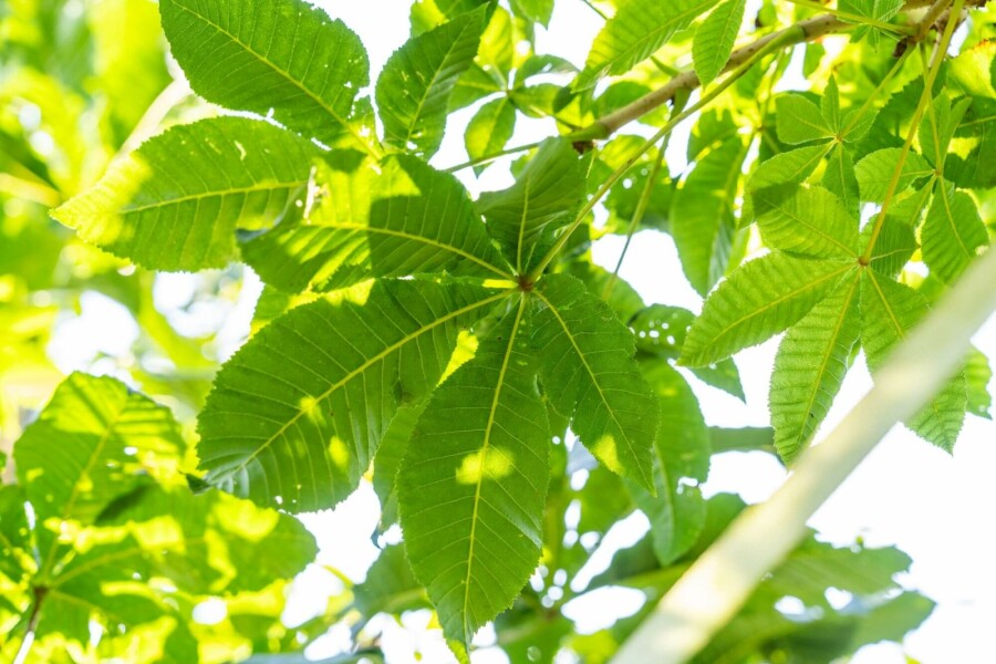Rotblühende Roßkastanie Aesculus x carnea 'Briotii' Hochstamm Stammumfang 12-14 T Aesculus x carnea 'Briotii' Hochstamm 12/14