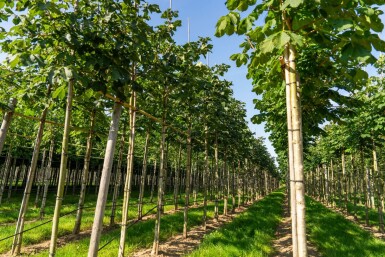 Rotblühende Roßkastanie Aesculus x carnea 'Briotii' Hochstamm Stammumfang 12-14 T Aesculus x carnea 'Briotii' Hochstamm 12/14
