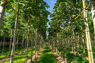 Rotblühende Roßkastanie Aesculus x carnea 'Briotii' Hochstamm Stammumfang 12-14 T Aesculus x carnea 'Briotii' Hochstamm 12/14