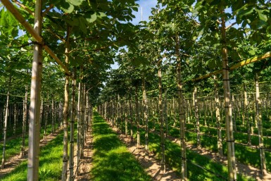 Rotblühende Roßkastanie Aesculus x carnea 'Briotii' Hochstamm Stammumfang 12-14 T Aesculus x carnea 'Briotii' Hochstamm 12/14