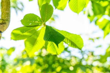 Rotblühende Roßkastanie Aesculus x carnea 'Briotii' Hochstamm Stammumfang 12-14 T Aesculus x carnea 'Briotii' Hochstamm 12/14