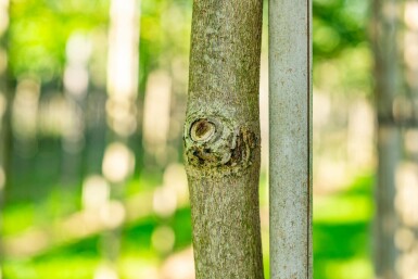 Rotblühende Roßkastanie Aesculus x carnea 'Briotii' Hochstamm Stammumfang 12-14 T Aesculus x carnea 'Briotii' Hochstamm 12/14