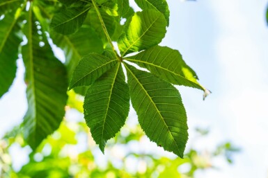 Rotblühende Roßkastanie Aesculus x carnea 'Briotii' Hochstamm Stammumfang 12-14 T Aesculus x carnea 'Briotii' Hochstamm 12/14