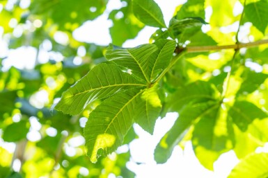 Rotblühende Roßkastanie Aesculus x carnea 'Briotii' Hochstamm Stammumfang 12-14 T Aesculus x carnea 'Briotii' Hochstamm 12/14