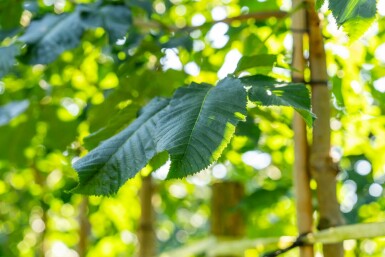 Rotblühende Roßkastanie Aesculus x carnea 'Briotii' Hochstamm Stammumfang 12-14 T Aesculus x carnea 'Briotii' Hochstamm 12/14