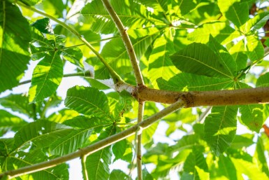 Rotblühende Roßkastanie Aesculus x carnea 'Briotii' Hochstamm Stammumfang 12-14 T Aesculus x carnea 'Briotii' Hochstamm 12/14