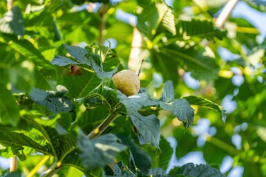 Rotblühende Roßkastanie Aesculus x carnea 'Briotii' Hochstamm Stammumfang 12-14 T Aesculus x carnea 'Briotii' Hochstamm 12/14
