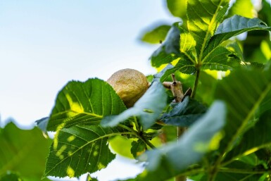 Rotblühende Roßkastanie Aesculus x carnea 'Briotii' Hochstamm Stammumfang 12-14 T Aesculus x carnea 'Briotii' Hochstamm 12/14