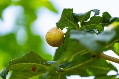 Rotblühende Roßkastanie Aesculus x carnea 'Briotii' Hochstamm Stammumfang 12-14 T Aesculus x carnea 'Briotii' Hochstamm 12/14