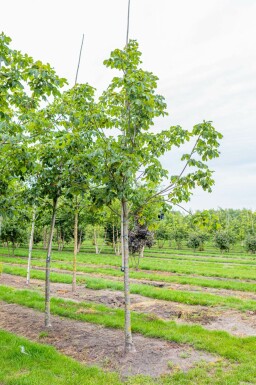 Rotblühende Roßkastanie Aesculus x carnea 'Briotii' Hochstamm Stammumfang 12-14 T Aesculus x carnea 'Briotii' Hochstamm 12/14